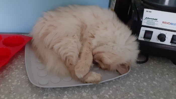 Loulou in der Küche